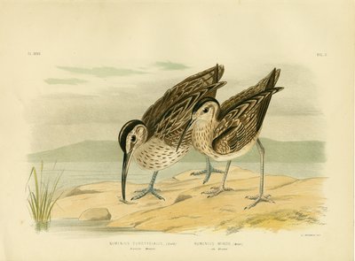 Australischer Regenbrachvogel, 1891 von Gracius Broinowski